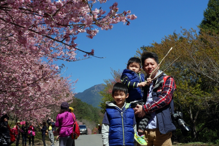 2016 瘋櫻花。武陵農場追櫻