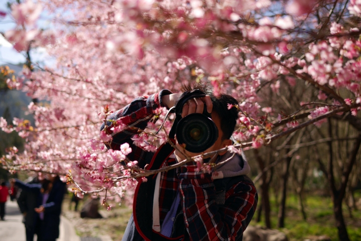 2016 瘋櫻花。武陵農場追櫻