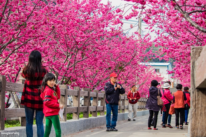 【遊記│台中后里】泰安派出所/賞櫻勝地