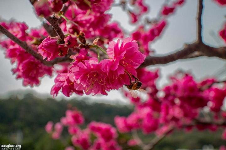 【遊記│台中后里】泰安派出所/賞櫻勝地
