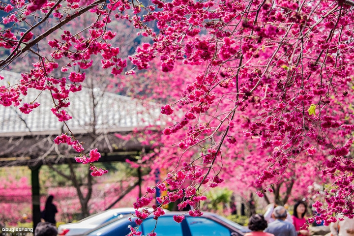 【遊記│南投埔里】箱根溫泉生活館/賞櫻景點@櫻花盛開的埔霧公路
