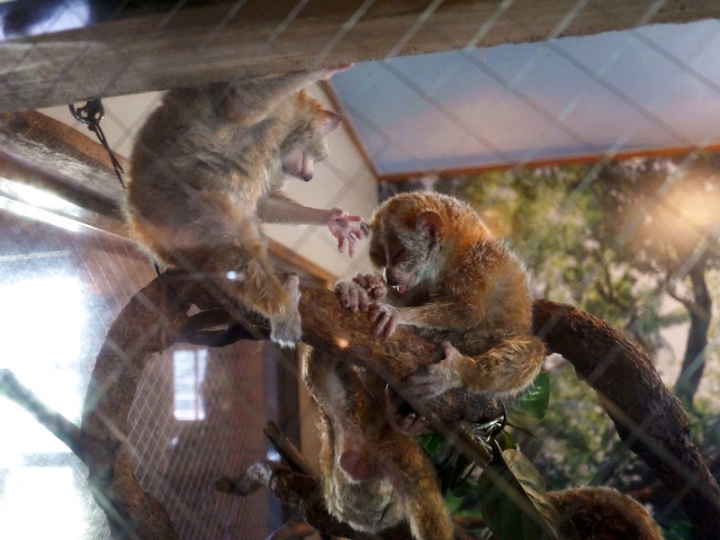 【日本 九州/大分】九州自然動物公園--餵食動物的近距離接觸