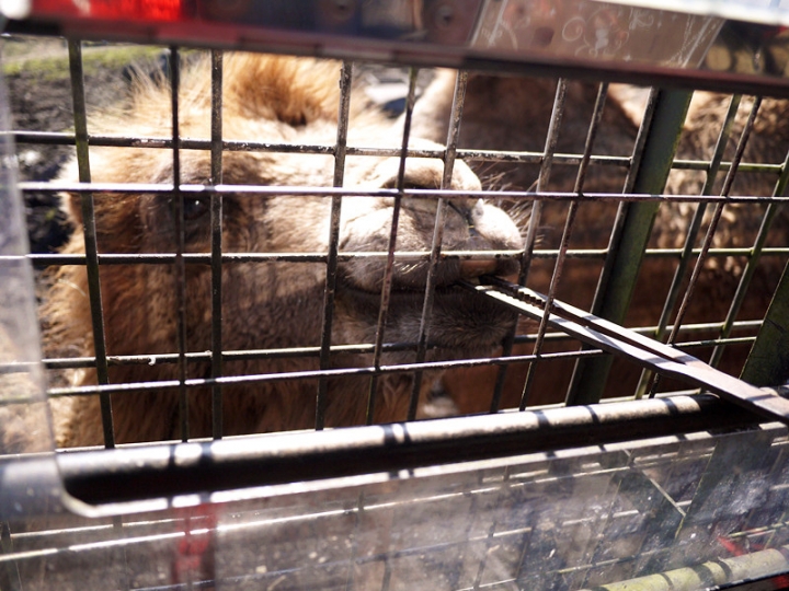 【日本 九州/大分】九州自然動物公園--餵食動物的近距離接觸