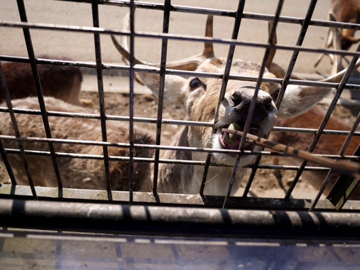 【日本 九州/大分】九州自然動物公園--餵食動物的近距離接觸
