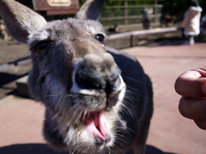 【日本 九州/大分】九州自然動物公園--餵食動物的近距離接觸