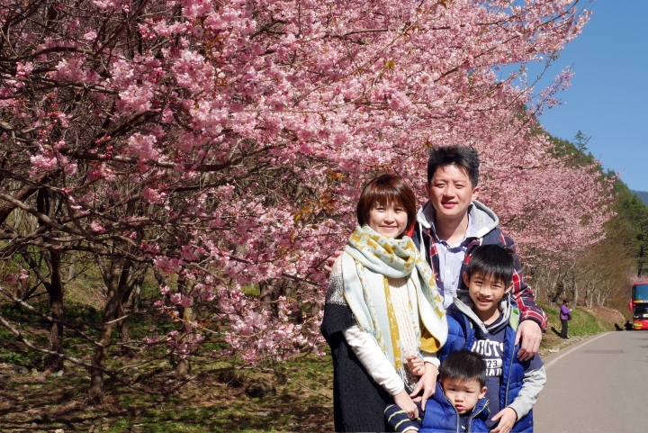 2016 瘋櫻花。武陵農場追櫻