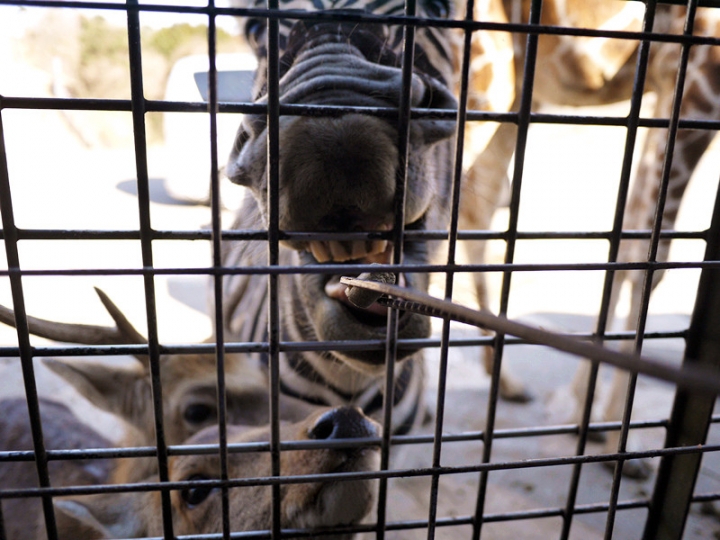 【日本 九州/大分】九州自然動物公園--餵食動物的近距離接觸