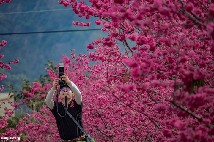 【遊記│台中后里】泰安派出所/賞櫻勝地