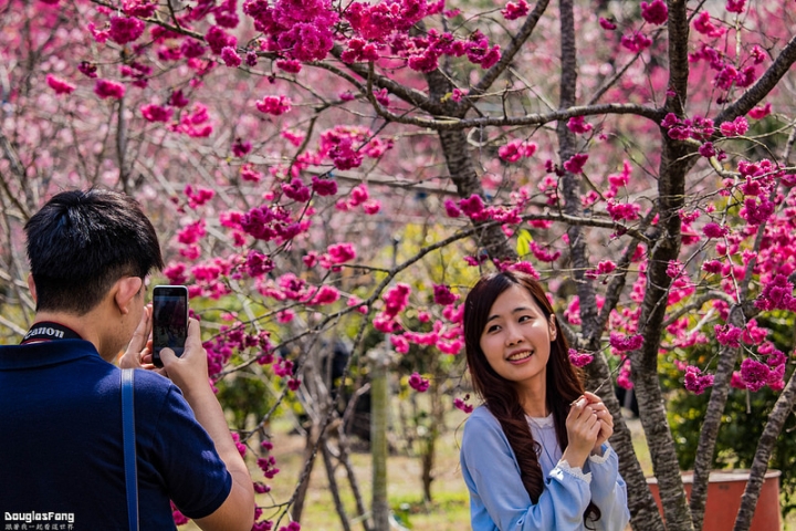 【遊記│南投埔里】箱根溫泉生活館/賞櫻景點@櫻花盛開的埔霧公路