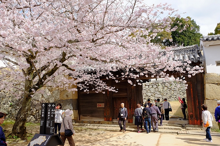 2016 京都賞櫻