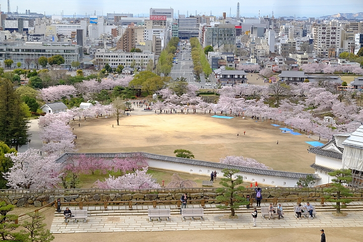2016 京都賞櫻