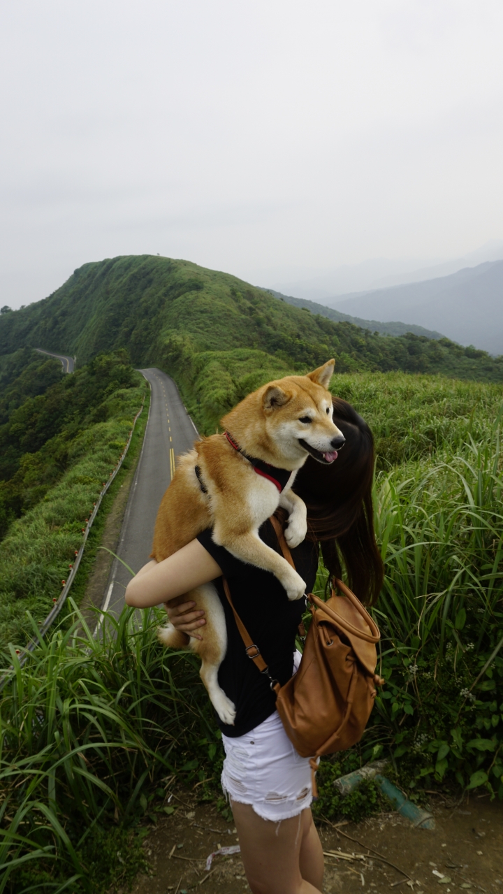 [南投。杉林溪]帶著毛小孩去旅行-柴犬Mercedy