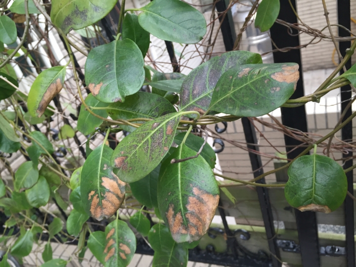 家中庭院植物好像生病了，葉面有黃褐色斑塊，嫩芽一長出來就凋痿，請問是染上了什麼病？該如何治療？