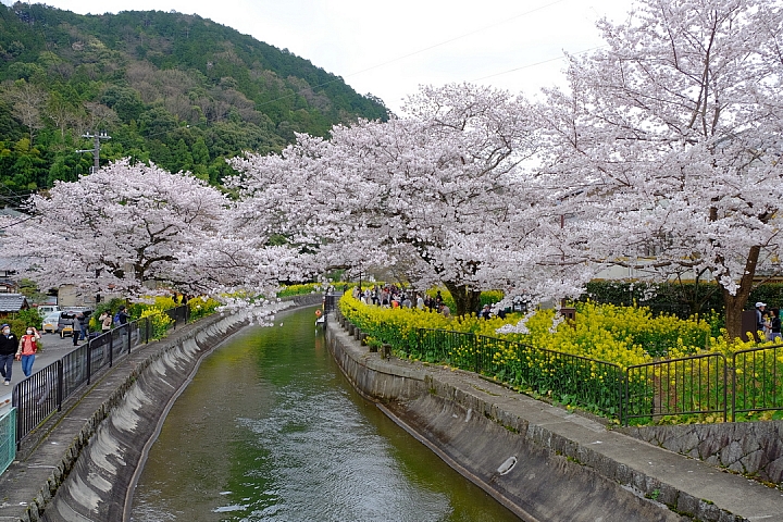 2016 京都賞櫻