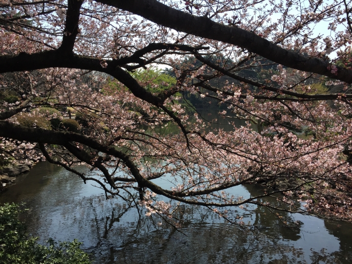 【日本‧東京】前進東京十天九夜築夢之旅（文長）