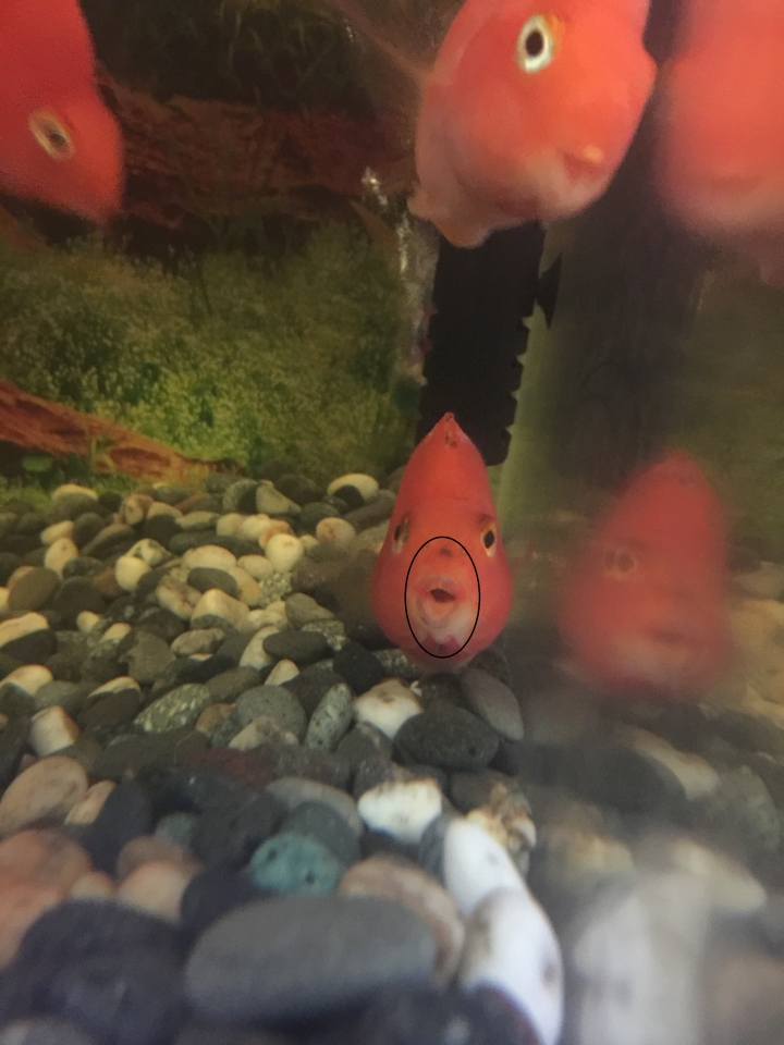第一次養魚 這隻血鸚鵡 是不是生病了?