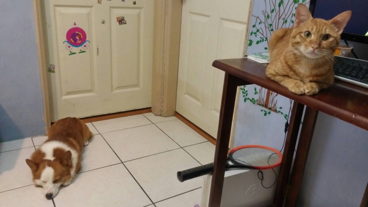 基隆安樂區陽光故鄉撿到褐色虎斑貓