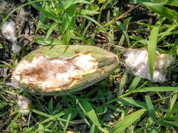 巴克禮公園 木棉花開完結果與木棉4月16