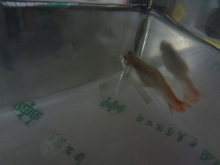 生病正在治癒的孔雀魚~~但是現在不知道要怎麼辦