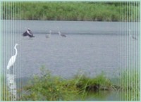 宜蘭賞鳥佳地五十二甲濕地~