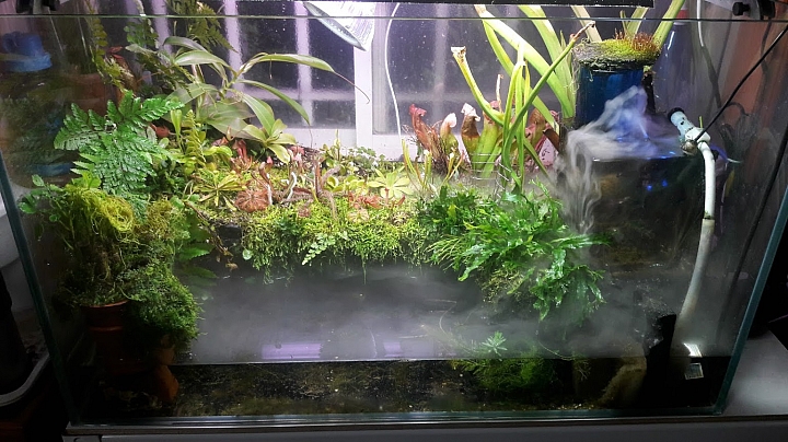 分享我的食蟲植物