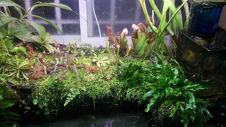 分享我的食蟲植物