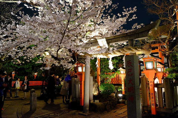 2016 京都賞櫻