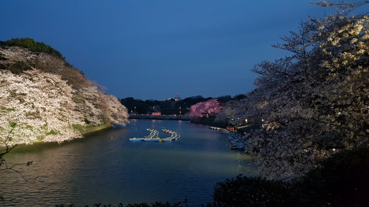 【日本‧東京】前進東京十天九夜築夢之旅（文長）