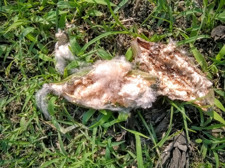 巴克禮公園 木棉花開完結果與木棉4月16