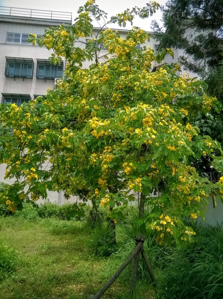 關聖公園火焰木.水黃皮 裕敬公園旁金邊黃槐