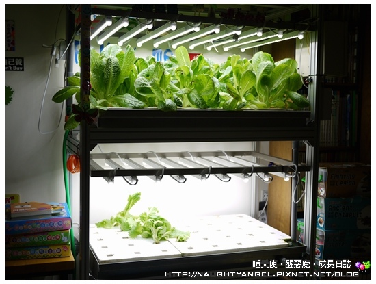 【花蓮親子民宿】在這裡，好好享受孩子們如天籟般的笑聲吧～花路米親子庭園民宿