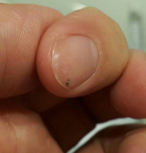 請問有人能看得出來這是什麼蟲嗎？有點困擾？
