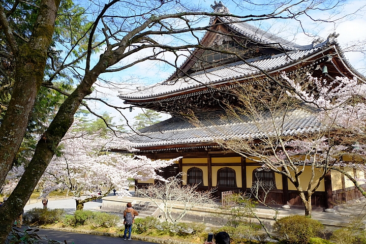 2016 京都賞櫻