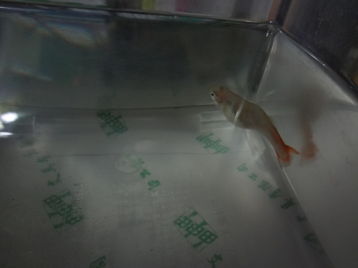 生病正在治癒的孔雀魚~~但是現在不知道要怎麼辦