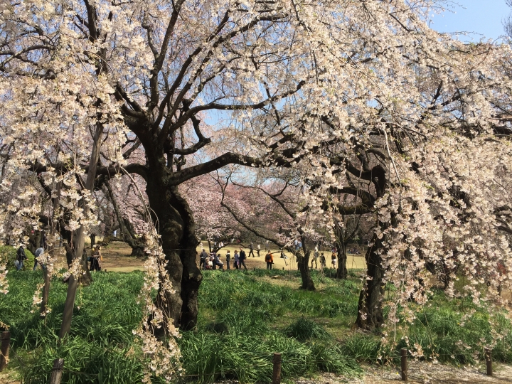 【日本‧東京】前進東京十天九夜築夢之旅（文長）