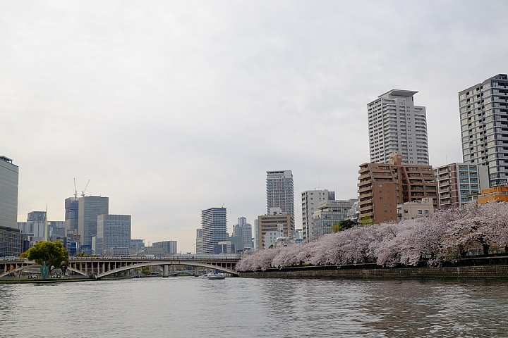 2016 京都賞櫻