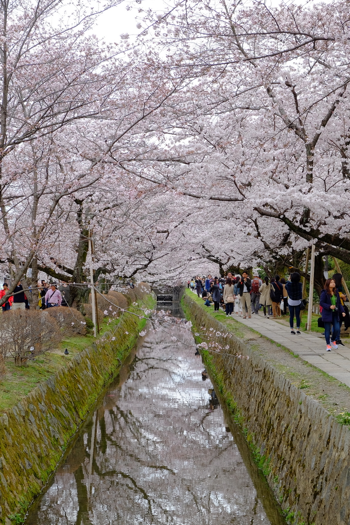 2016 京都賞櫻
