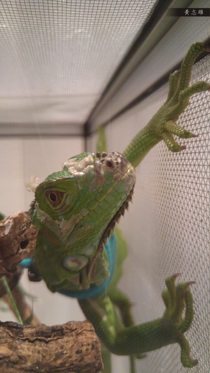 (第46批圖) LG G4 &G5&V10 日夜拍研究團 精選作品2016.4.26