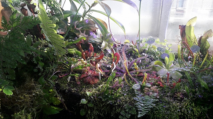 分享我的食蟲植物