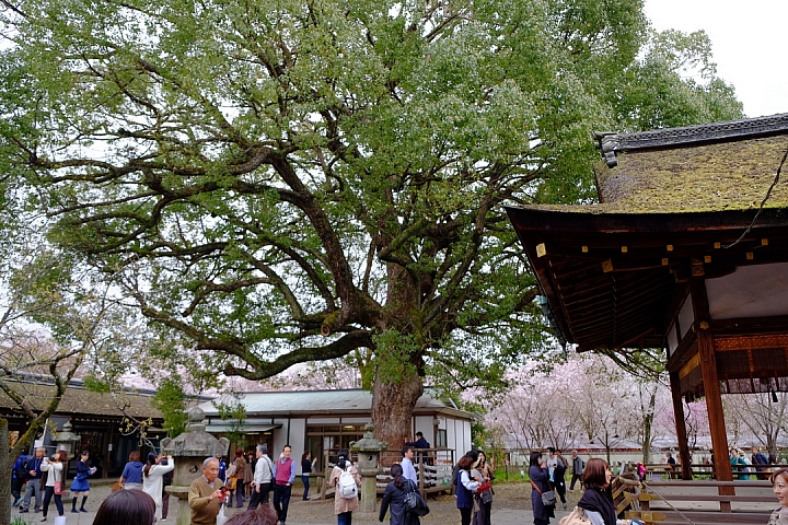 2016 京都賞櫻