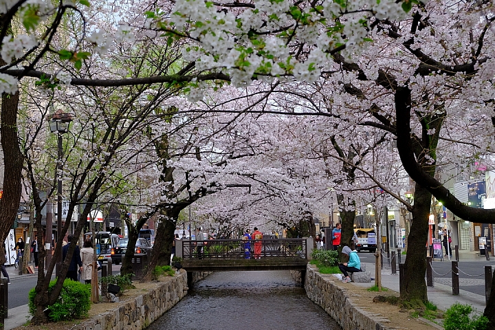 2016 京都賞櫻