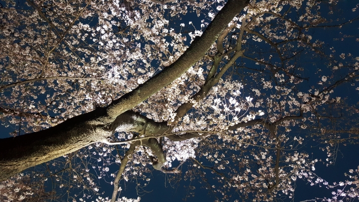 【日本‧東京】前進東京十天九夜築夢之旅（文長）