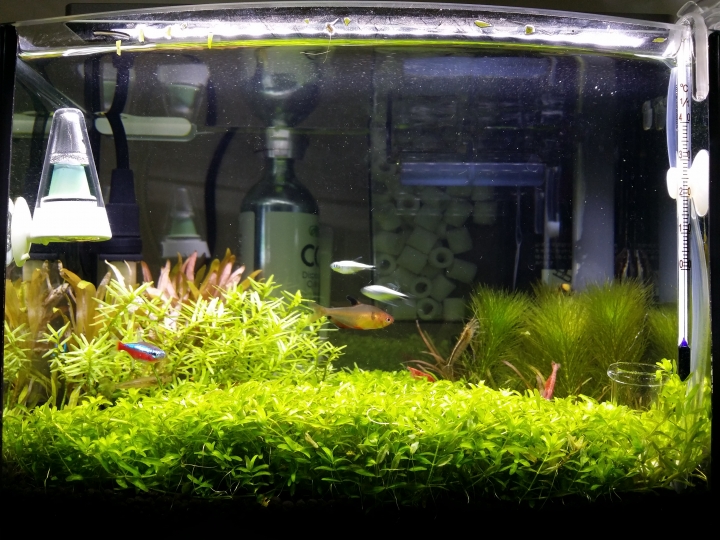 ~ 8吋缸 - 迷你矮珍珠草皮, 種植分享