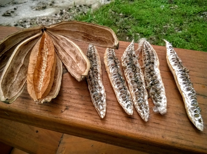 巴克禮公園 烏桕 七里香 木棉花4月24