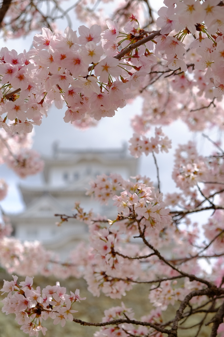 2016 京都賞櫻