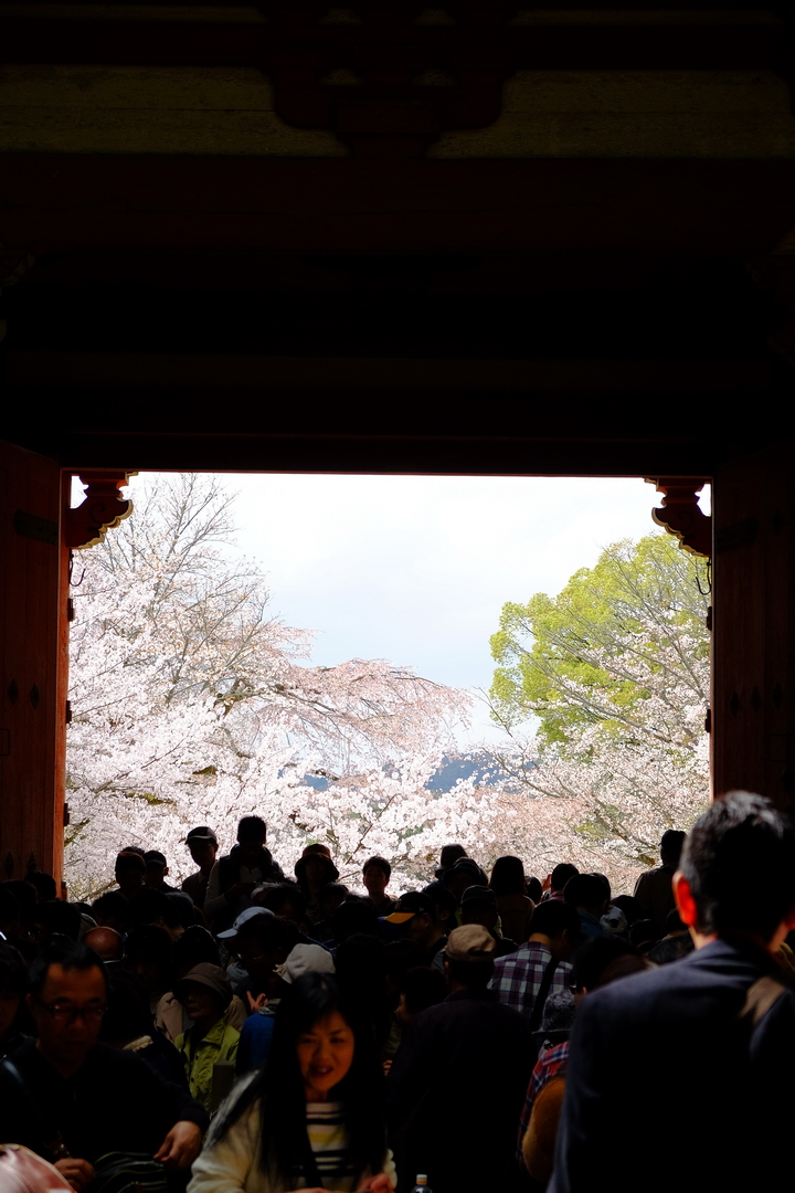 2016 京都賞櫻