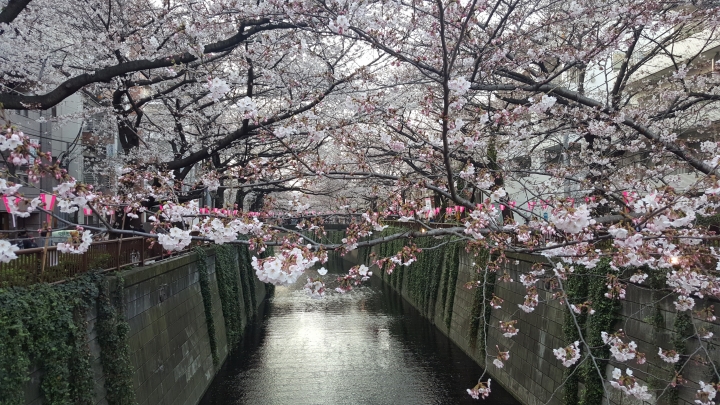 【日本‧東京】前進東京十天九夜築夢之旅（文長）