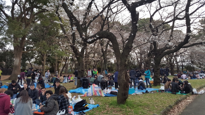 【日本‧東京】前進東京十天九夜築夢之旅（文長）