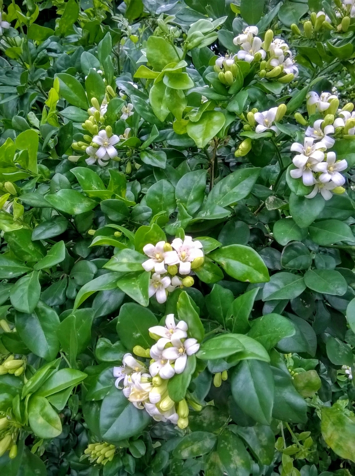 巴克禮公園 烏桕 七里香 木棉花4月24