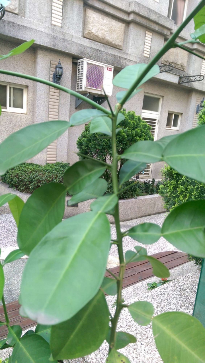 台中 贈送小果樹苗 (靠近太平)